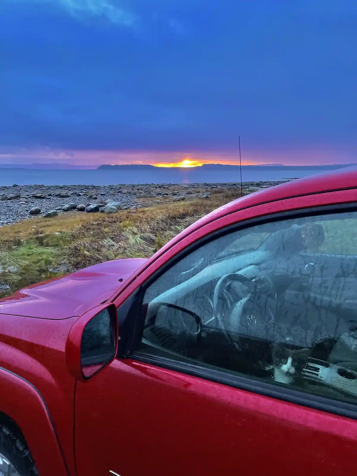 Meet the Adorable Sunrise Cat!