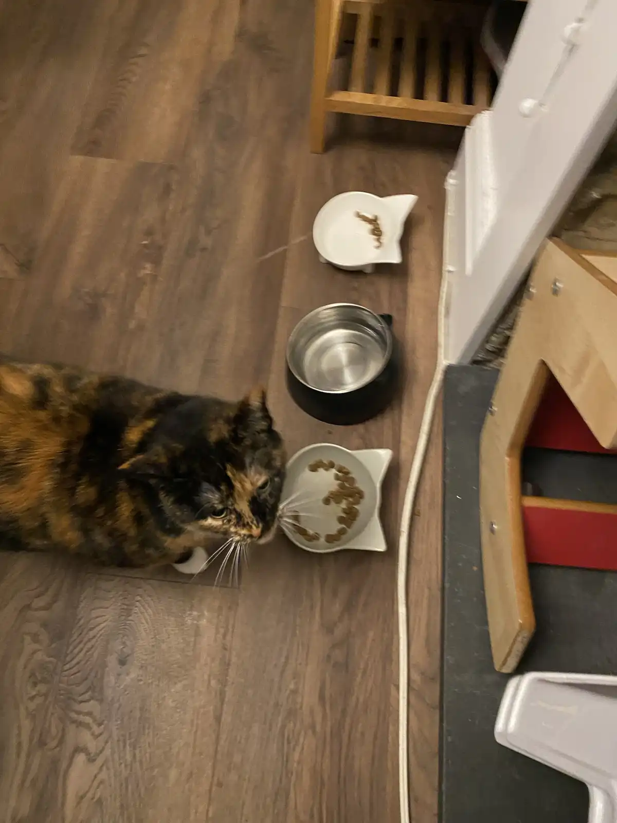 A tortoiseshell cat is shown from above, looking at a white cat-shaped bowl with a small amount of dry kibble. The cat's…