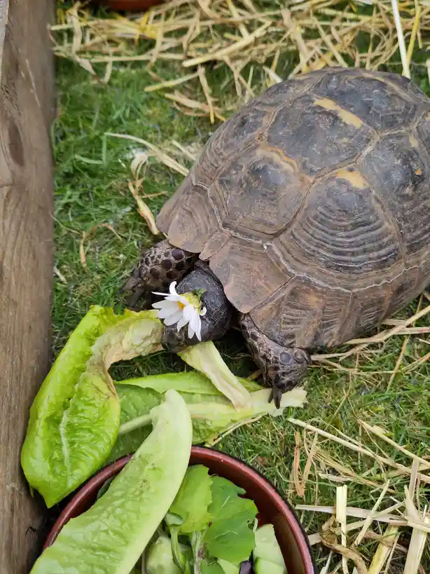 A tortoise is eating lettuce from a red bowl on grass and straw, with a white daisy flower stuck in its mouth. The overlaid…