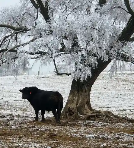 A black cow stands in a snowy field next to a large tree whose branches are heavily coated in ice. The ground is partially…