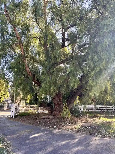 a large, sprawling tree with thick, gnarled branches and dense green foliage dominates the image, standing beside a paved…