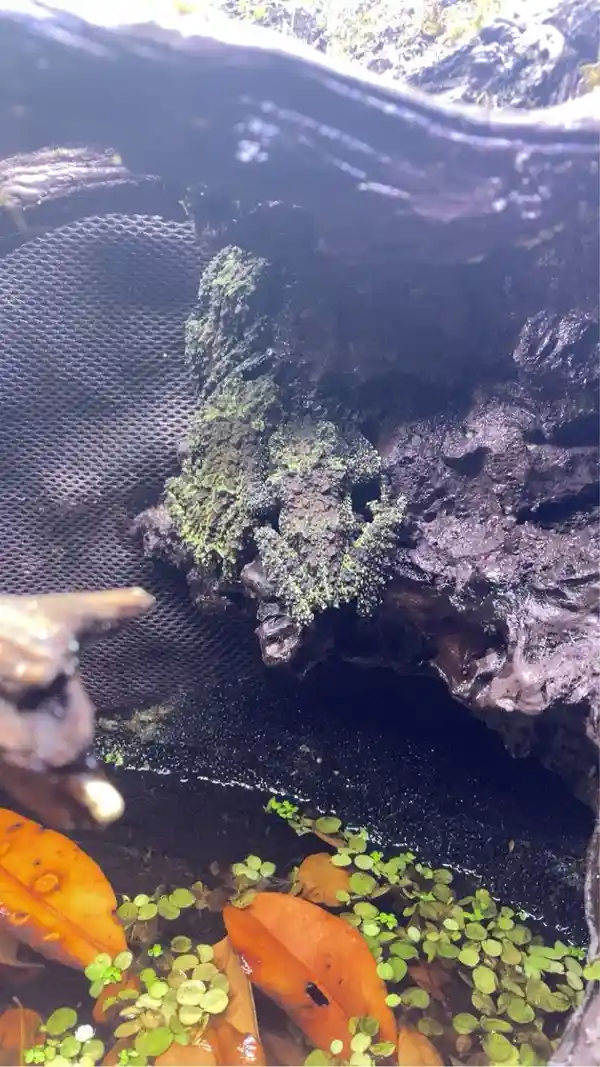 a close-up photo of a dark, moss-covered frog camouflaged against a wet, textured rock in a terrarium, with floating orange…