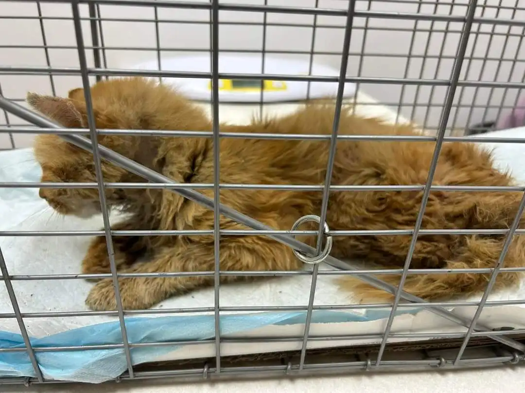 A fluffy orange kitten is lying down inside a metal wire cage, looking slightly sad or resigned. The cage has a latch and is…