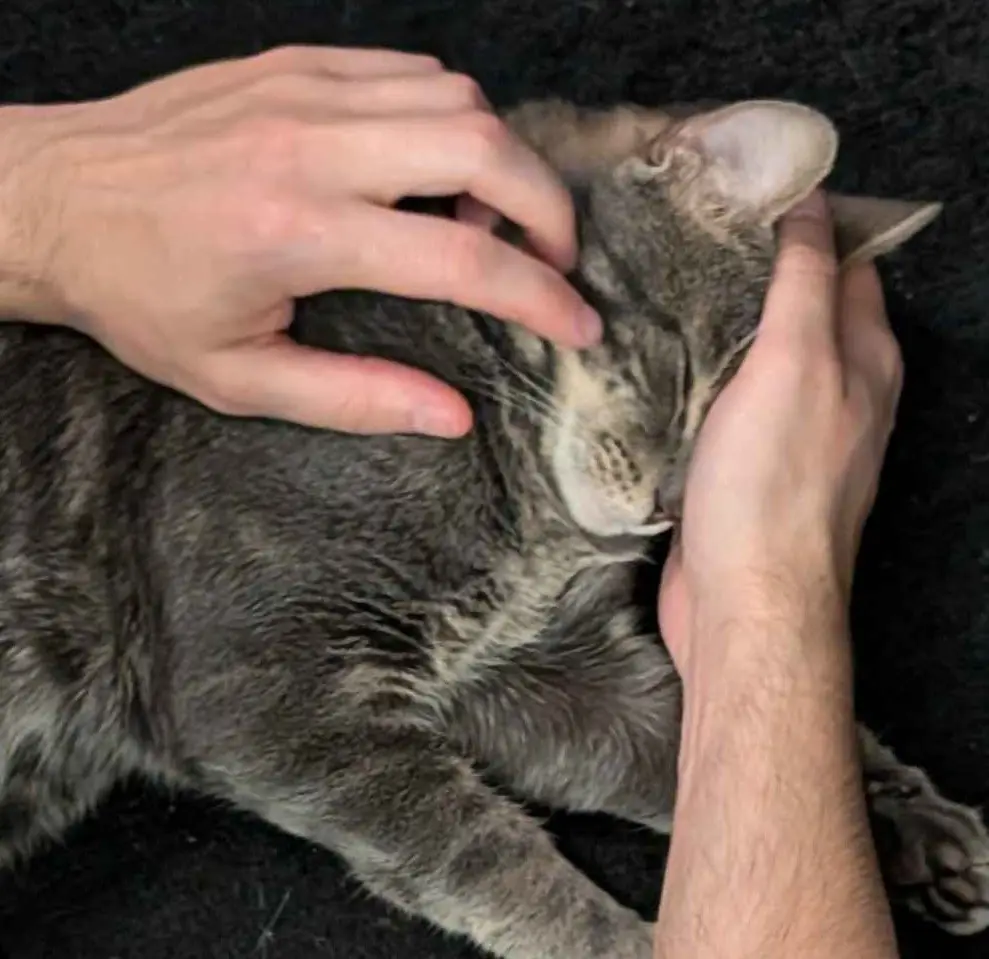 A gray tabby cat is lying on a dark surface, appearing very relaxed with its eyes closed, while two human hands gently…