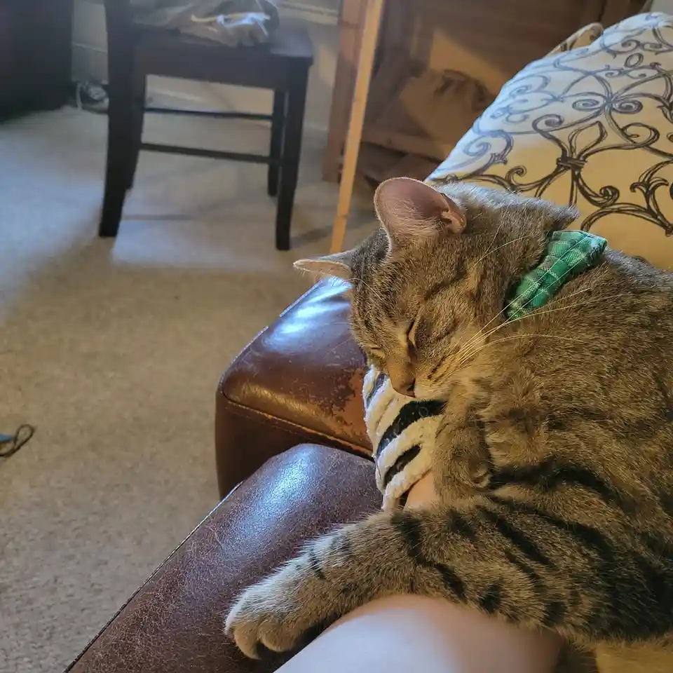 A tabby cat with a green plaid bowtie is sleeping soundly on a person's lap, curled up on a brown leather couch. The cat's…