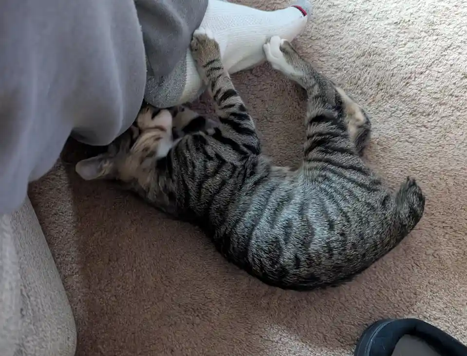 A tabby cat lies on its back on a beige carpet, paws raised toward a person's white socked foot, appearing to be playfully…