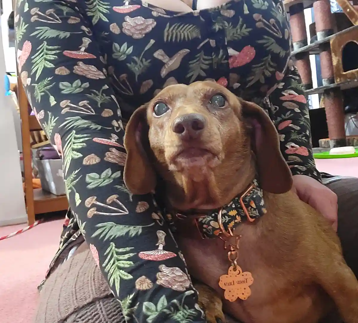 Meet My Adorable Pup, Tiger Lilly #707