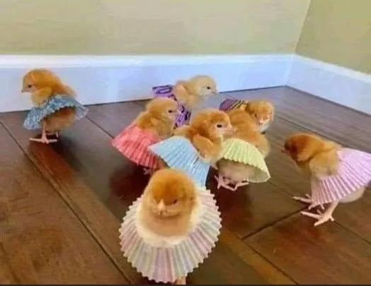 Several small yellow chicks are standing on a wooden floor, each wearing a colorful paper cupcake liner as a skirt. The…