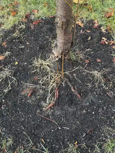 A close-up photo shows the base of a young tree with dark soil and scattered dry grass and leaves. Several thick, exposed…