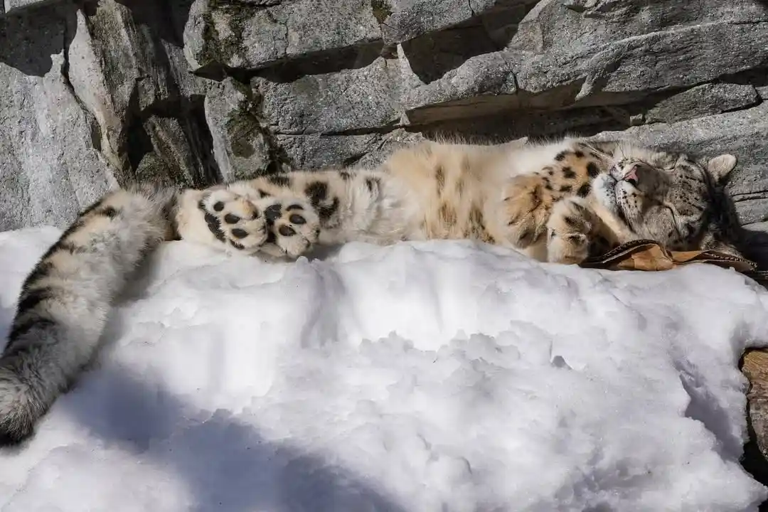 a snow leopard lies on its back in a patch of snow, paws up, eyes closed, appearing deeply relaxed against a backdrop of…