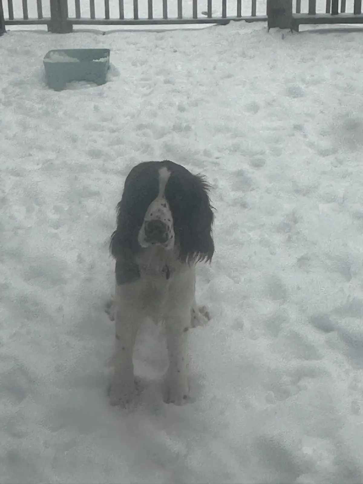 The Joy and Wonder of Snow Days