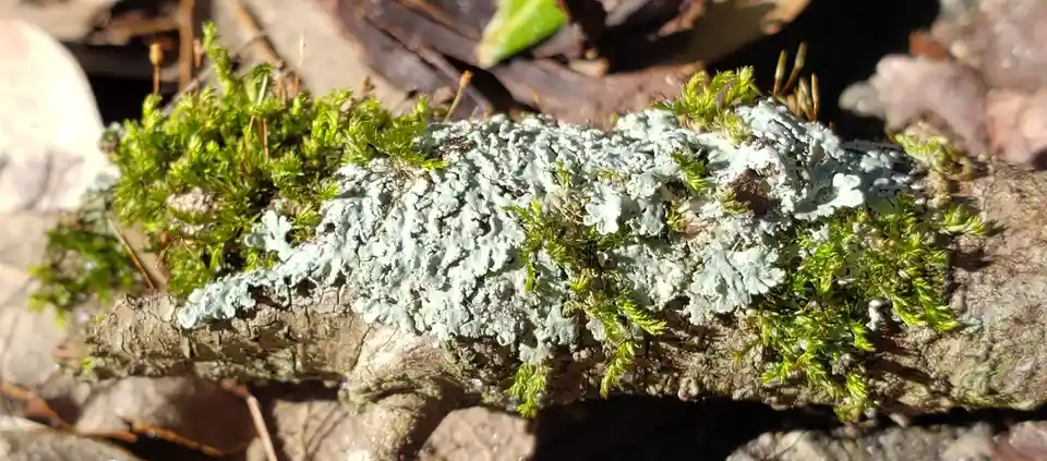 A close-up photo shows a tree branch covered in patches of light green moss and grayish-white lichen, with the overlaid text…