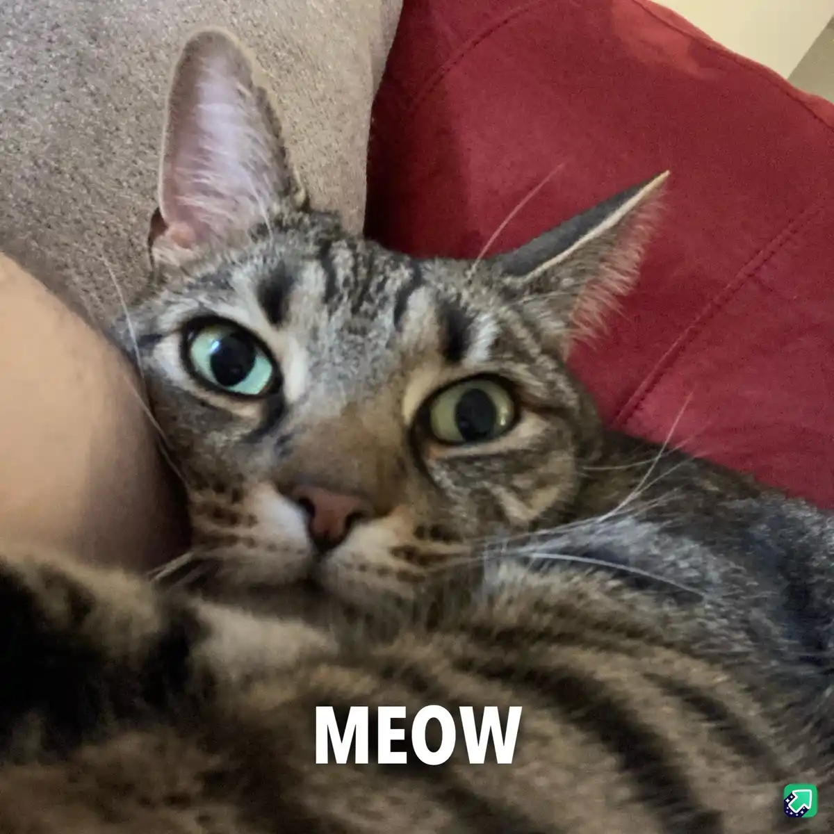 Celebrate Caturday with Joy and Feline Fun!