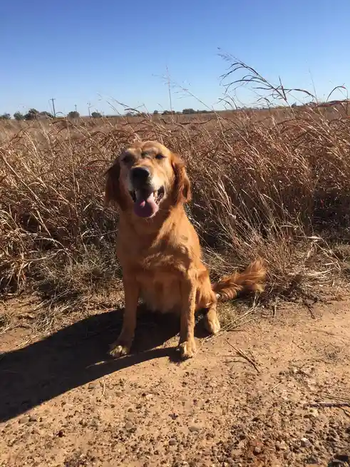 A golden retriever sits happily on a dirt path in a field of dry grass under a clear blue sky, tongue out and smiling. The…