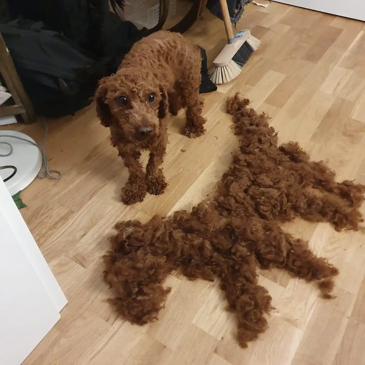A brown, curly-haired dog stands on a light wooden floor looking at the camera, with a large pile of its own shed fur lying…