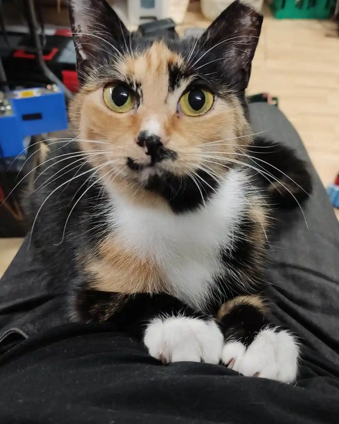 A close-up photo of a calico cat with wide, yellow-green eyes and a white chest, lying on a person's lap. The cat has black…