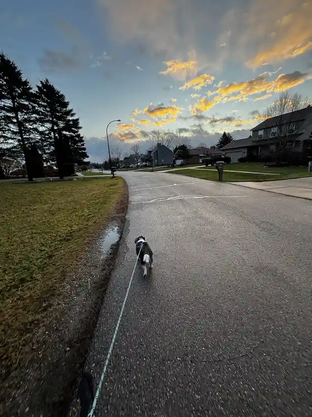 A dog with a white-tipped tail walks away on a leash down a quiet suburban street at sunset, with golden clouds in the sky…