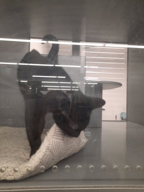 This Sweet Cat Was Returned Because She Just Wanted to Cuddle at Night