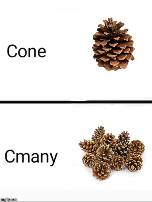Pine... The Essence of Nature