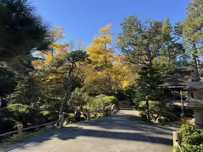A serene Japanese garden path lined with pine trees and vibrant yellow ginkgo trees under a clear blue sky, with a stone…
