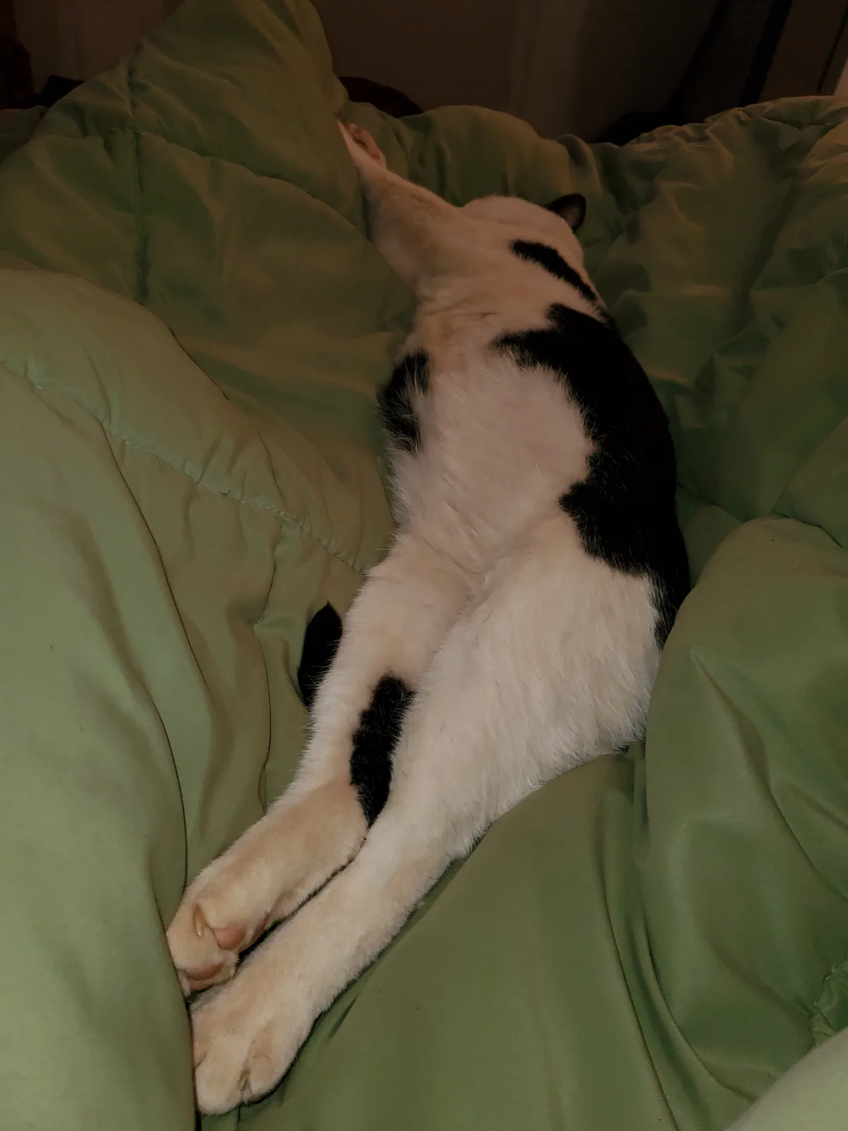 A black and white cat is sleeping on a green comforter with its body curled and one paw stretched upward. The overlaid text…