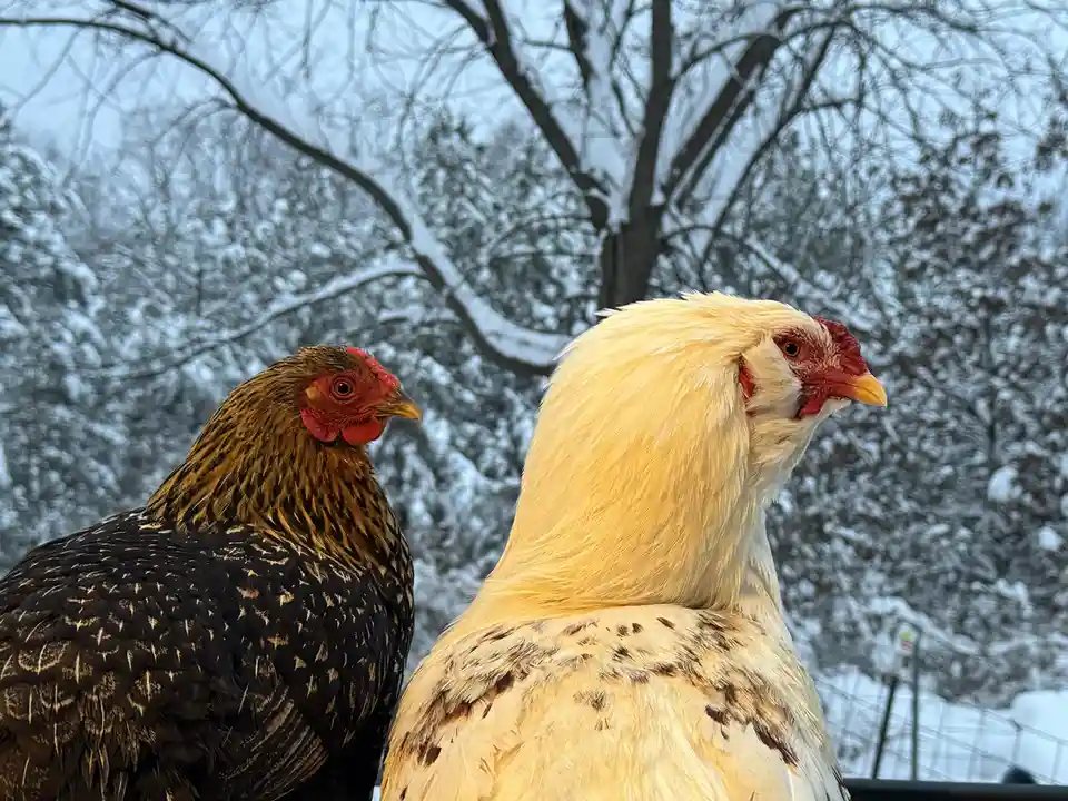 Two chickens, one with dark brown and black feathers and the other with pale yellow feathers, stand side by side against a…