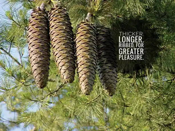 Four pinecones hang from a pine tree branch against a blue sky, with white text overlaid on the right side reading 'THICKER…