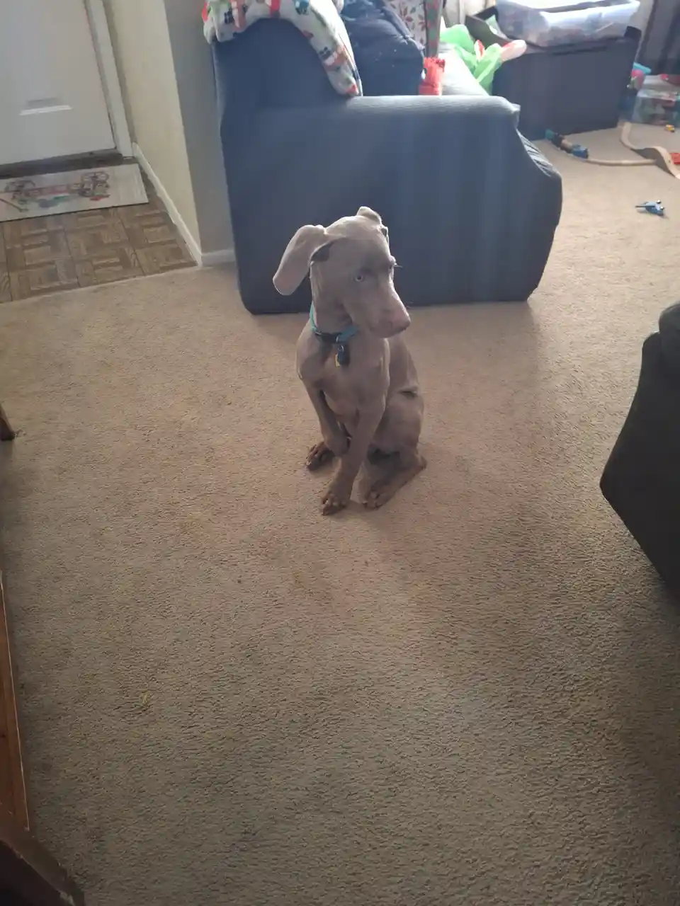 A light brown Weimaraner dog with blue eyes sits on a beige carpet in a living room, looking off to the side with a bored or…