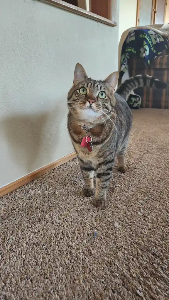 A tabby cat with wide, green eyes and a white chest stands on a beige carpet, looking directly at the camera with an…