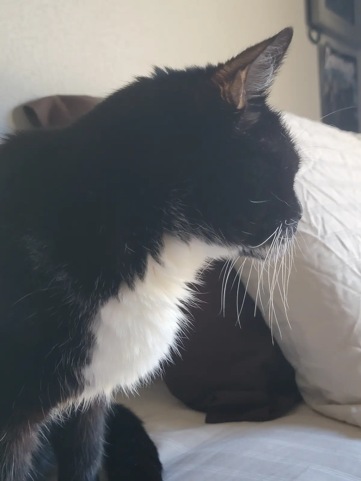 A black-and-white cat with a white chest and long white whiskers is resting on a white pillow and bedspread, looking…