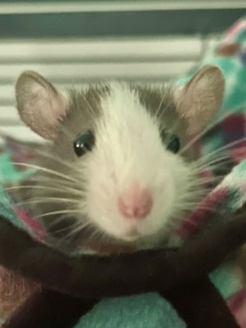 A close-up photo of a small rodent, likely a rat, with a white face and gray fur, looking directly at the camera from inside…