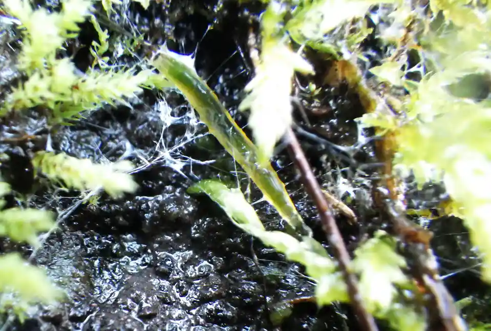 A close-up photo shows a green mossy twig partially covered in a delicate white spiderweb, set against dark, wet earth and…