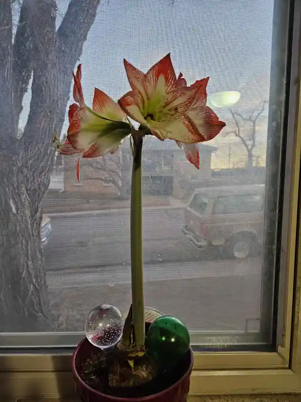 A potted amaryllis plant with two large, red-and-white striped flowers blooms indoors on a windowsill, viewed through a…