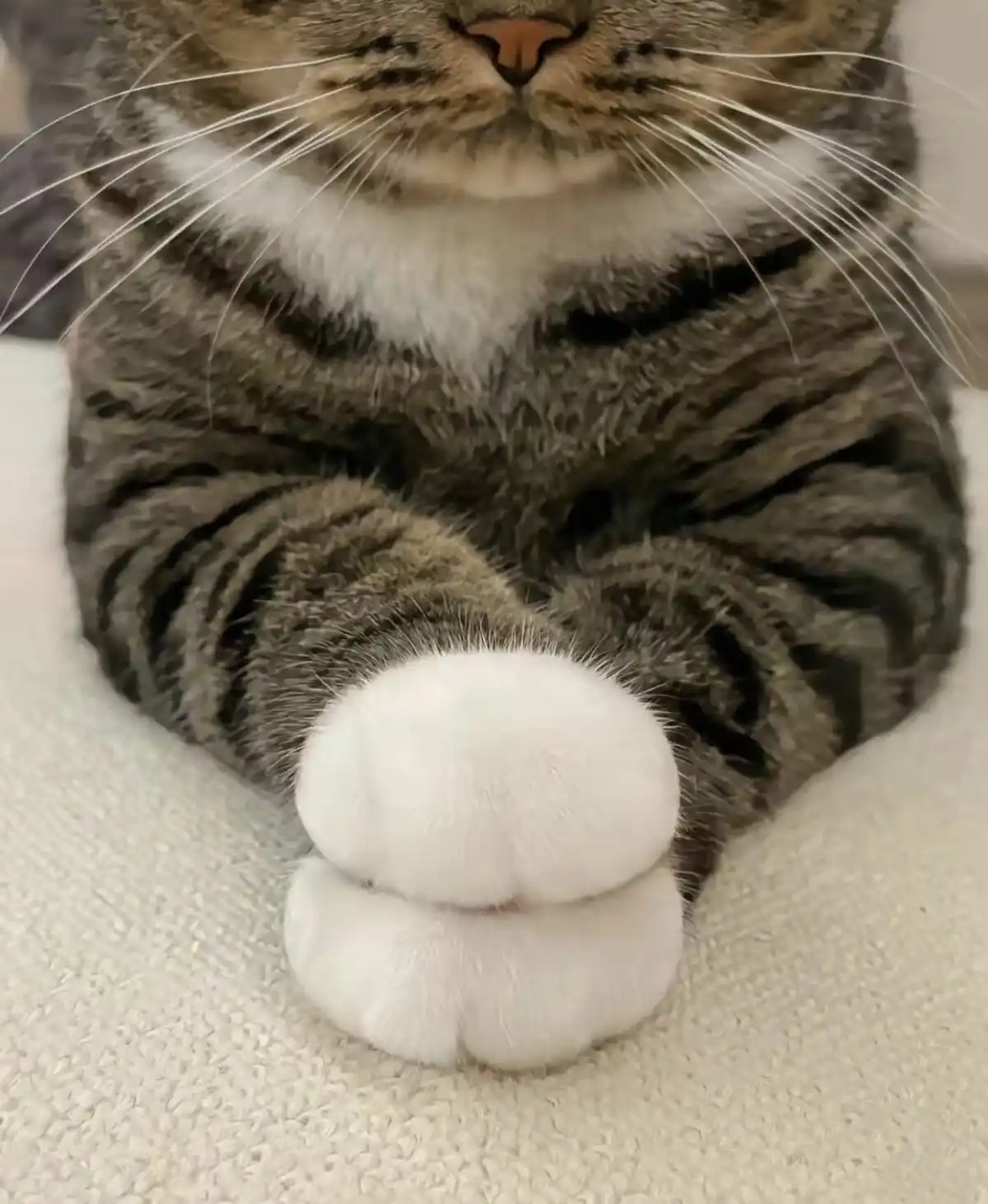 A close-up photo of a gray tabby cat with a white chest and white paws, sitting calmly with its front paws tucked under its…