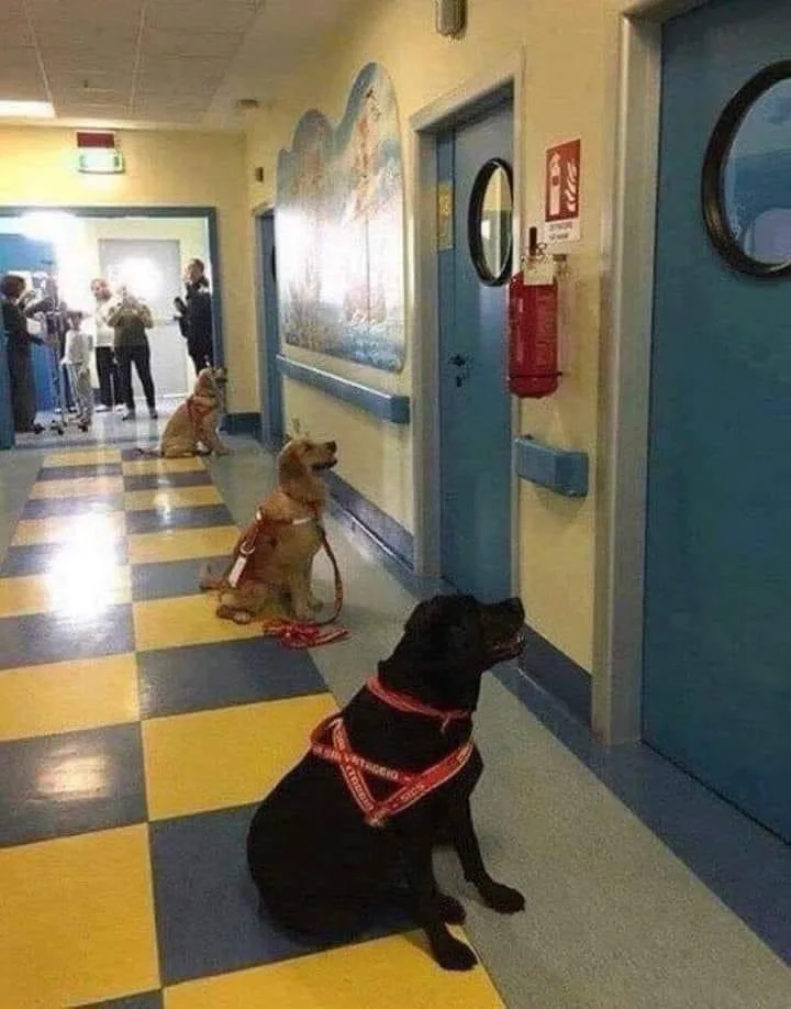 Three dogs wearing red service dog harnesses sit patiently in a line down a brightly colored hospital hallway with yellow…