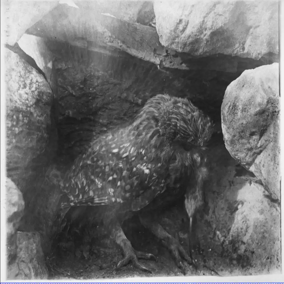 A vintage black-and-white photograph shows a large, fluffy bird with mottled feathers nestled among large rocks in a…