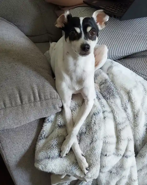 A small black-and-white dog with large, expressive eyes sits upright on a fluffy gray blanket on a couch, looking directly…