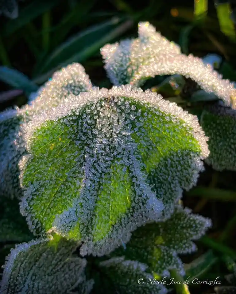 A close-up photograph of green leaves covered in sparkling frost crystals, illuminated by sunlight. The image has overlaid…
