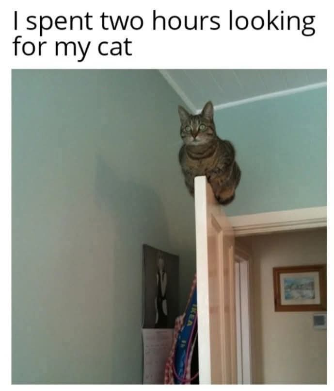 A tabby cat with green eyes is perched on the top edge of a white door frame, looking down at the camera. The cat is…