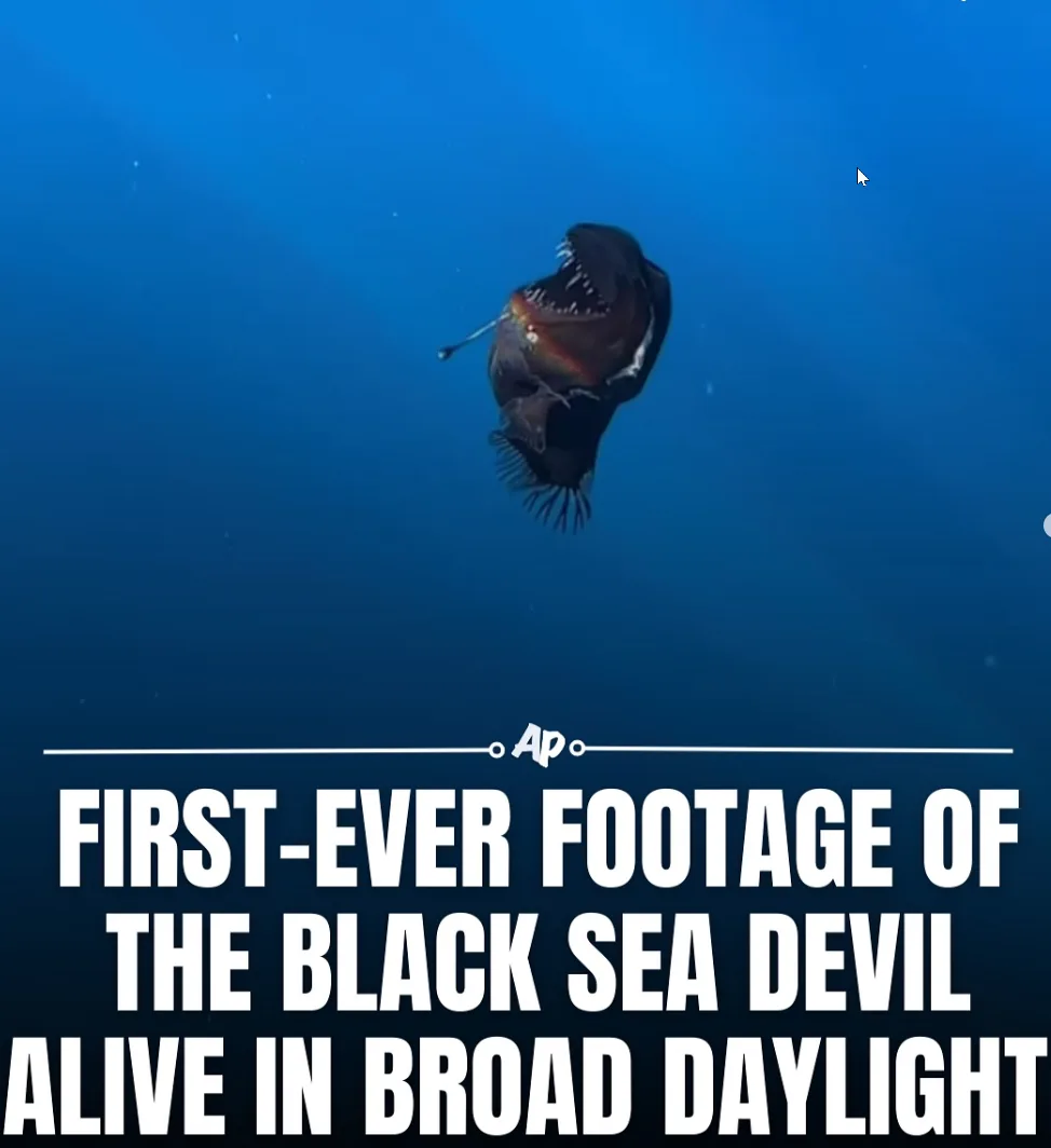 An underwater photo shows a dark, deep-sea fish with a gaping mouth full of sharp teeth and a bioluminescent lure, floating…