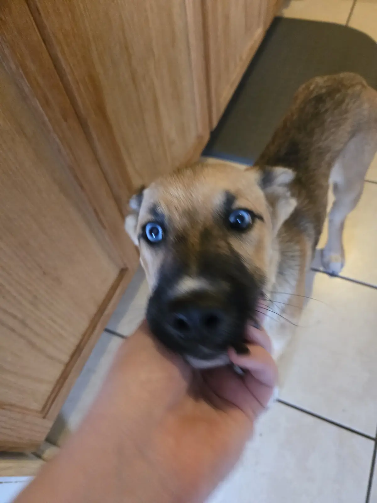 A close-up, slightly blurry photo shows a tan and black dog with strikingly bright blue eyes looking up at the camera while…