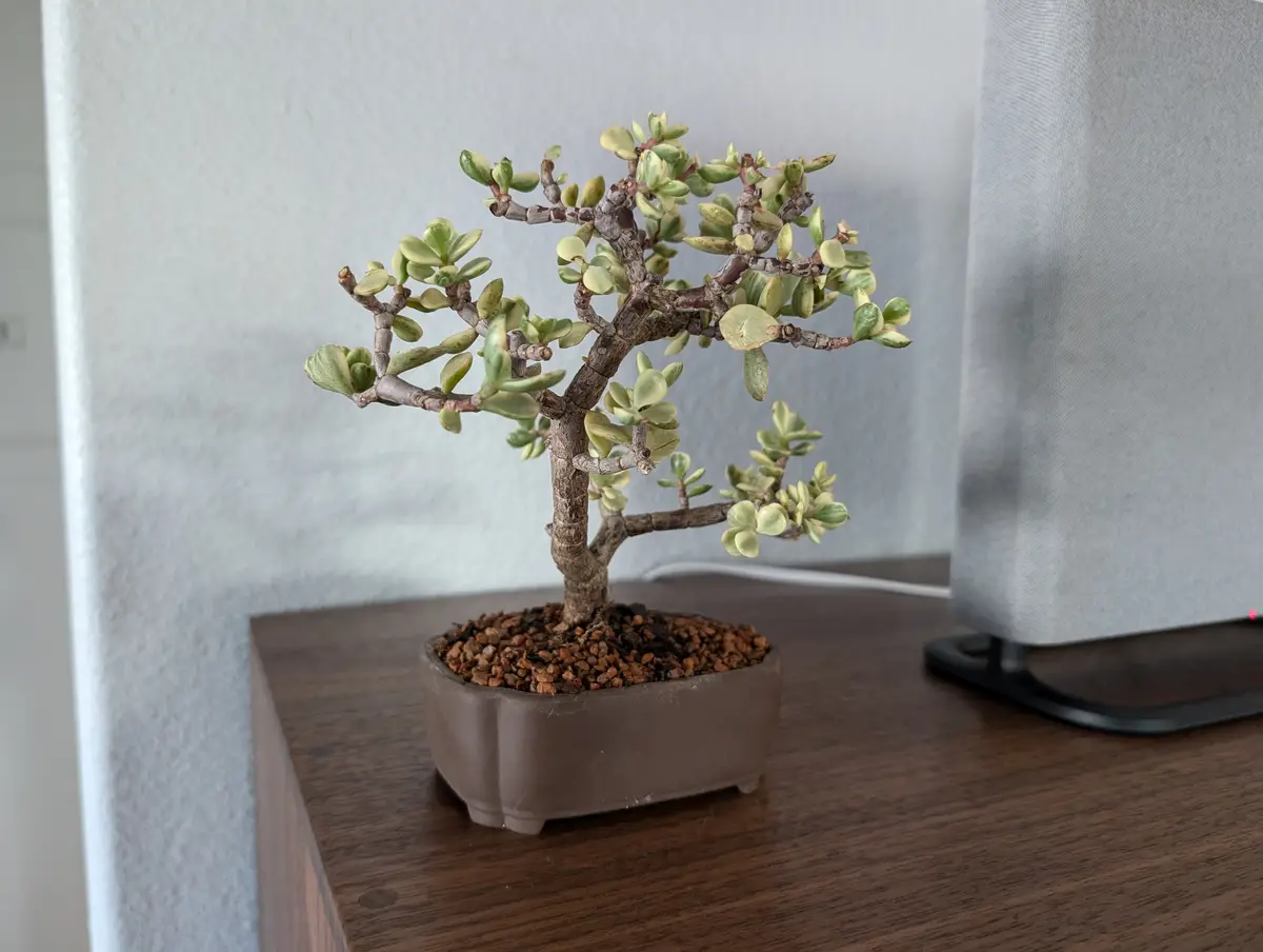 The beauty of bonsai trees!