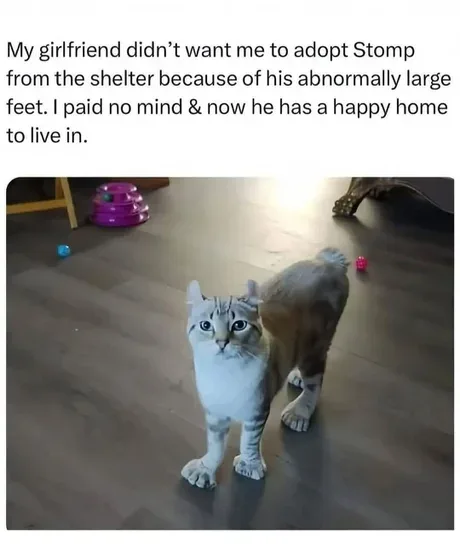 A cat with unusually large paws stands on a wooden floor, looking directly at the camera. The overlaid text explains that…