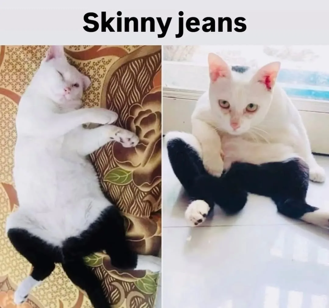 A split image shows a white cat with black paws lying on a patterned couch, and the same cat sitting on a tiled floor with…