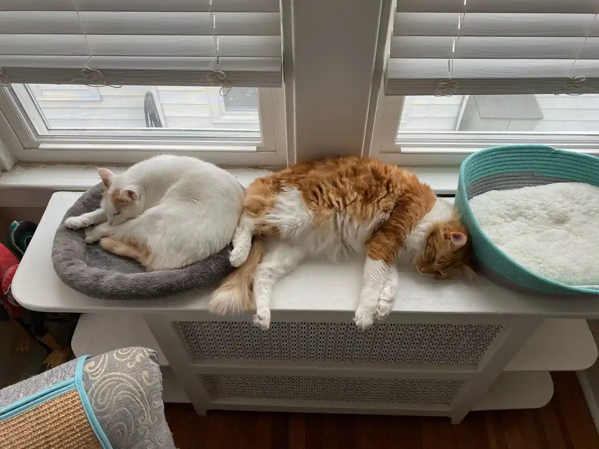 Two cats are sleeping peacefully on a white windowsill; one white cat curls in a grey bed, while an orange and white cat…