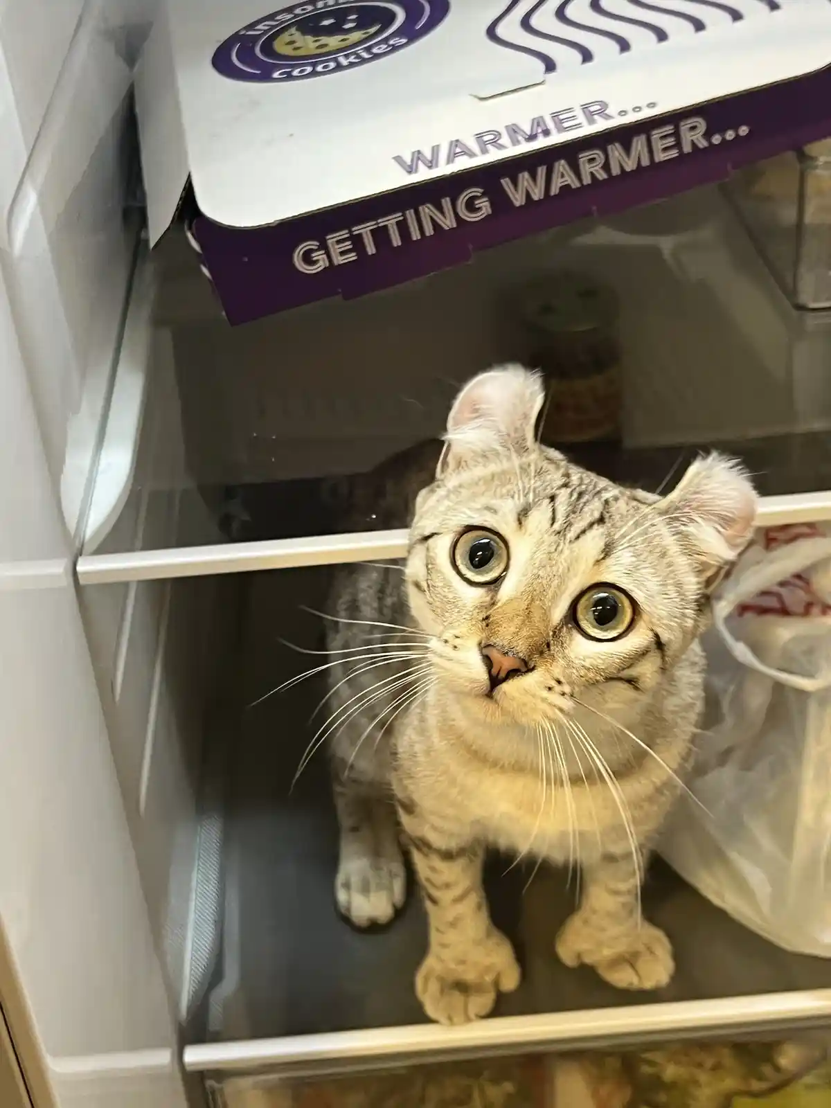 A tabby cat with wide, startled eyes is standing inside a refrigerator, looking up. Above it, a box of 'Insomnia Cookies' is…