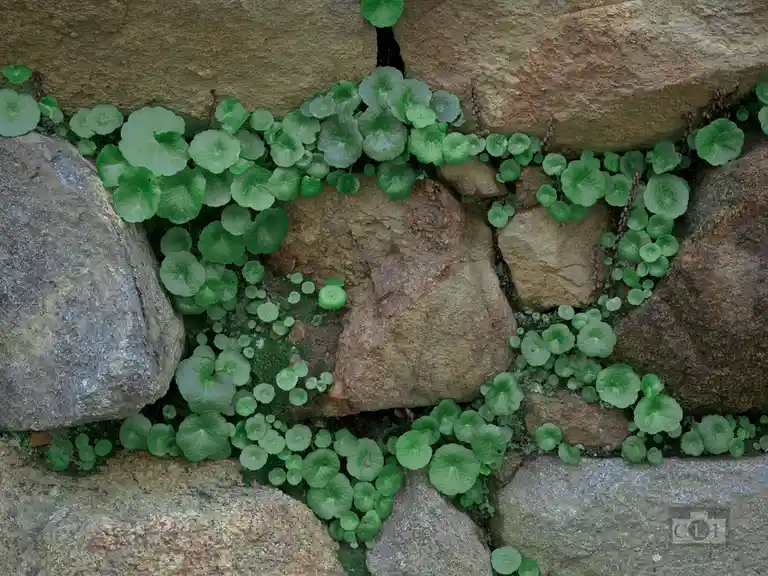 A close-up photo shows vibrant green, round-leaved plants growing densely in the cracks and crevices between large…