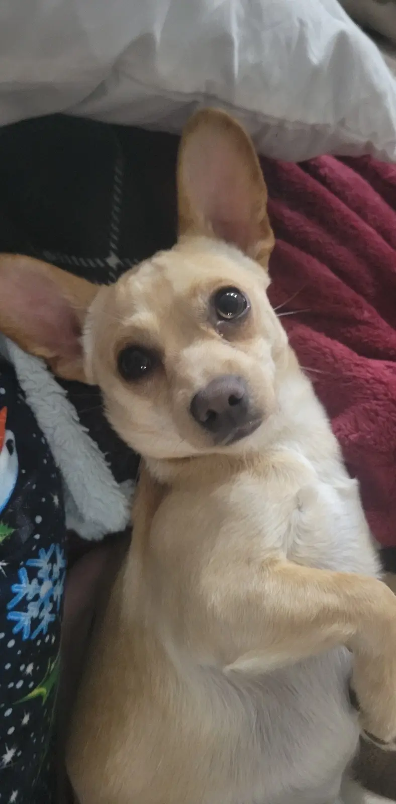 A light tan chihuahua with large, expressive eyes and perky ears lies on its back on a bed, looking up at the camera with a…