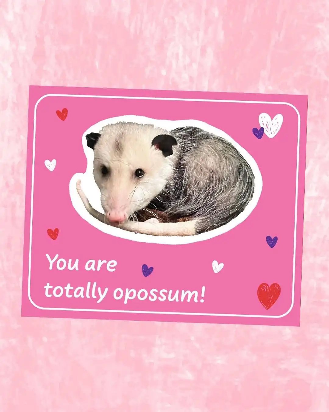 A pink Valentine's card features a photo of a curled-up opossum with a white face and gray body, surrounded by red and…
