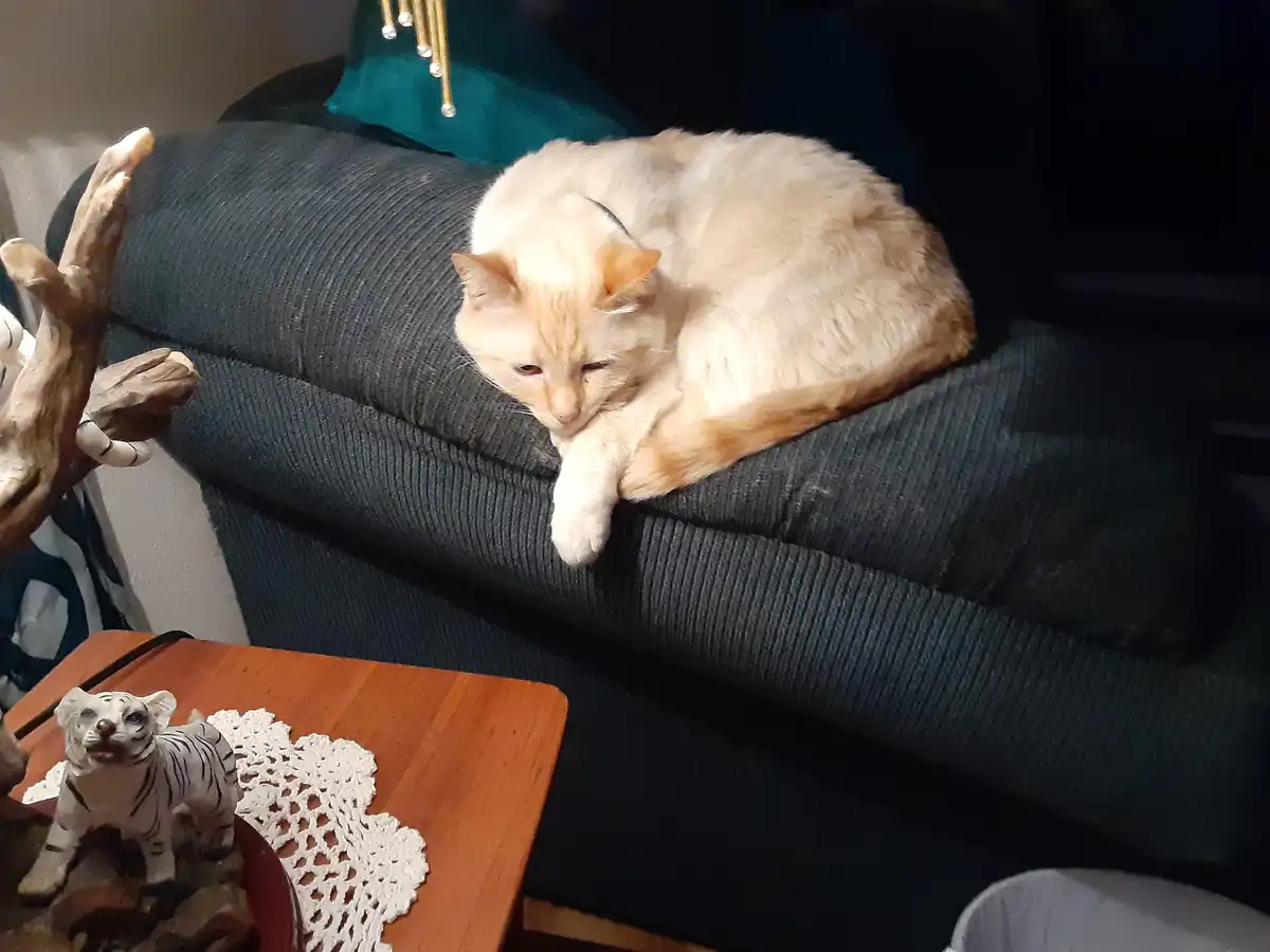 A light orange cat is curled up and sleeping on the armrest of a dark gray corduroy couch, one paw dangling down. In the…